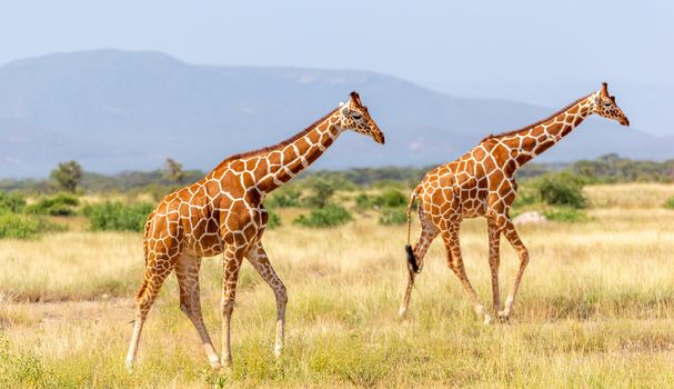 The Somalia giraffe goes over a green lush meadow