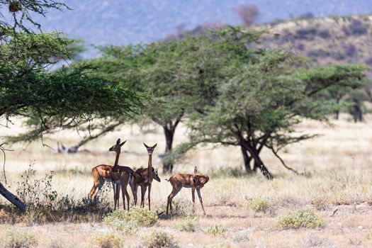 The gerenuk in the kenyan savanna looking for food