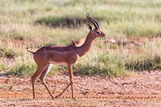 One Grant Gazelle stands in the middle of the grassy landscape of Kenya