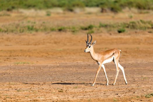 One Grant Gazelle stands in the middle of the grassy landscape of Kenya