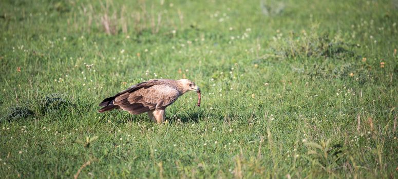 The eagle in the middle of the grassland in a meadow