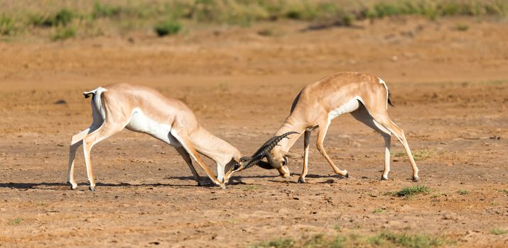 The battle of two Grant Gazelles in the savannah of Kenya