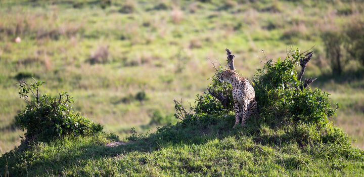 The cheetah mother with two children in the Kenyan savannah