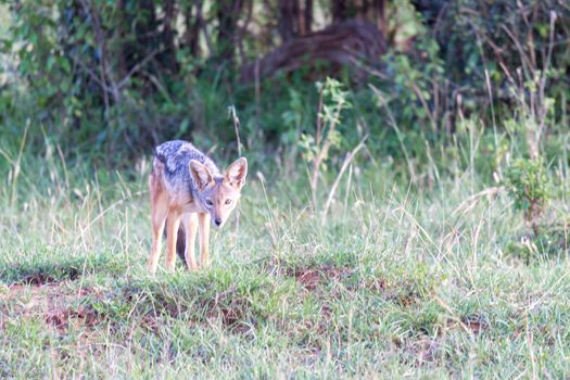 One little jackal stands between blades of grass