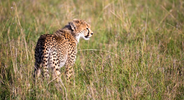 A cheetah walks between grass and bushes in the savannah of Kenya