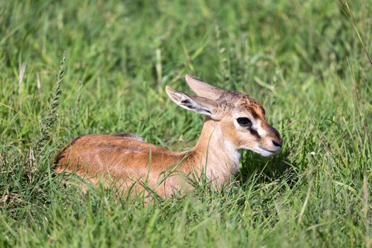 One newborn Thomson Gazelle lies in the grass