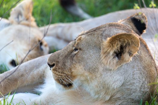 The closeup of a lioness trying to rest in the grass