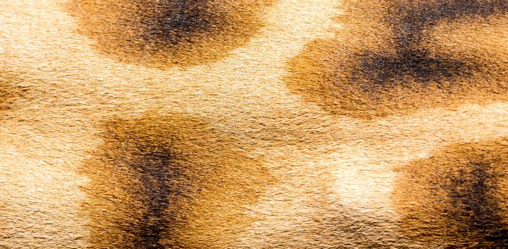 A fur of a giraffe in close-up