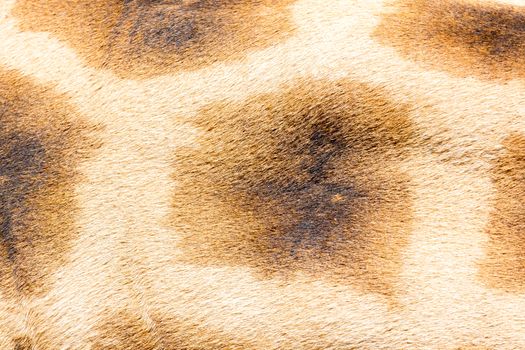 A fur of a giraffe in close-up
