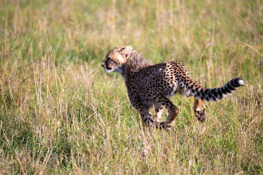 A cheetah walks between grass and bushes in the savannah of Kenya
