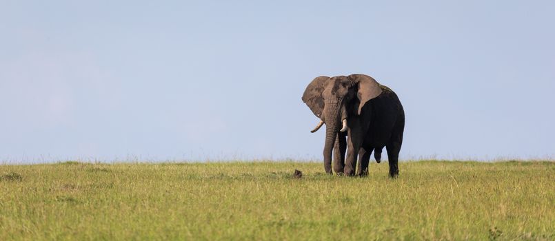 One lonely elephant walks through the savannah