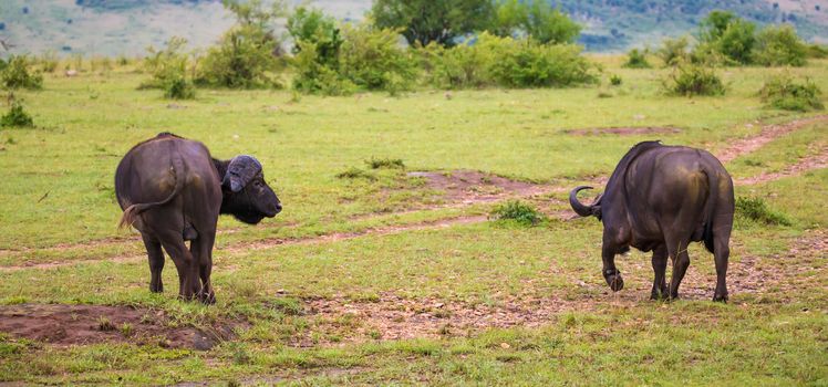 The Buffalos are standing in the savannah in the middle of a national park in Kenya