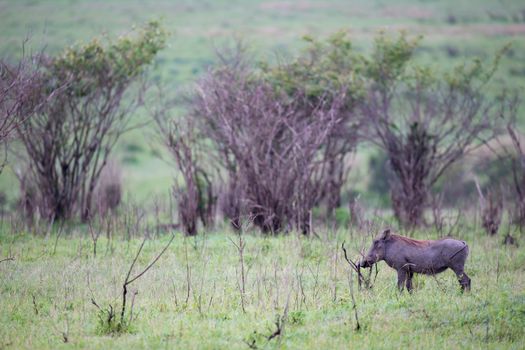 Some Warthogs are grazing in the savannah of Kenya