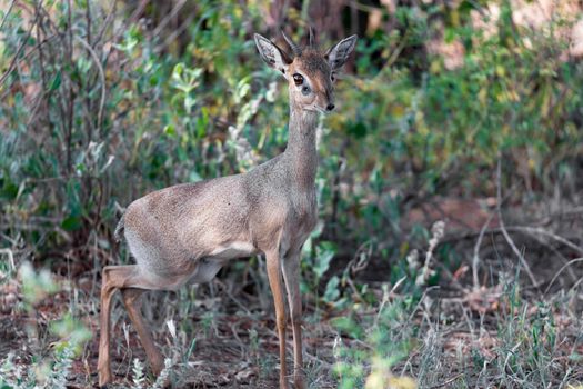 An antelope in the middle of the savannah of Kenya