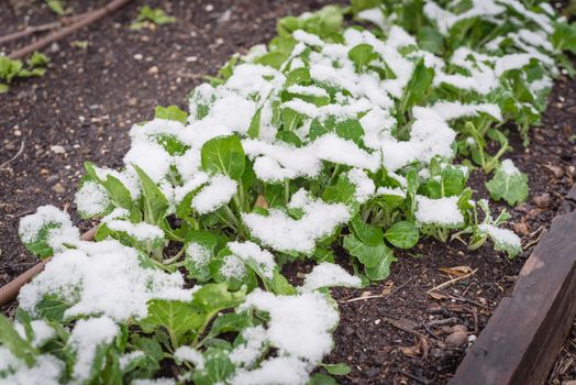 Top view raised bed with irrigation system and bok choy or pak choi, pok choi growing in snow covered near Dallas, Texas, America. Chinese cabbage Chinensis varieties heads, green leaf blades