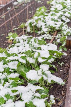 Organic bok choy or pak choi, pok choi on raised bed garden in snow covered near Dallas, Texas, America. Chinese cabbage Chinensis varieties heads, green leaf blades, lighter bulbous bottoms