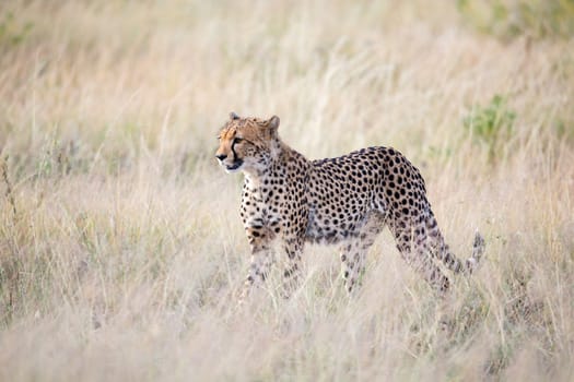 The cheetah walks in the high grass of the savannah looking for something to eat