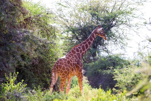 One giraffe stands between the acacia trees