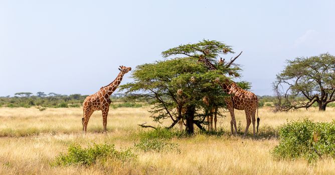 The Somalia giraffes eat the leaves of acacia trees