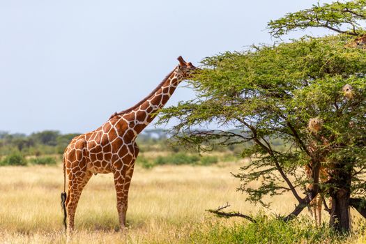 A Somalia giraffes eat the leaves of acacia trees