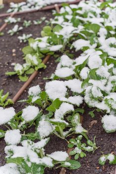 Organic bok choy or pak choi, pok choi on raised bed garden in snow covered near Dallas, Texas, America. Chinese cabbage Chinensis varieties heads, green leaf blades, lighter bulbous bottoms