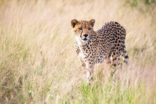 The cheetah walks in the high grass of the savannah looking for something to eat