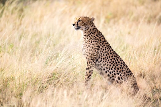 The cheetah sits in the savannah looking for prey