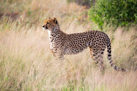 One cheetah in the grass landscape between the bushes