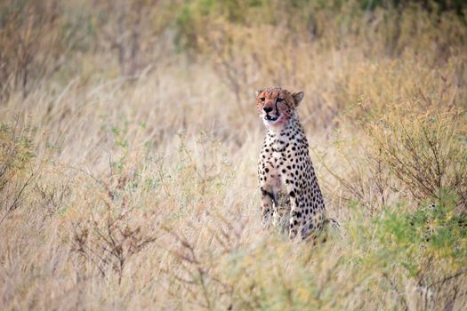 The cheetah eating in the middle of the grass