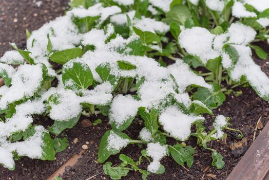 Top view raised bed with irrigation system and bok choy or pak choi, pok choi growing in snow covered near Dallas, Texas, America. Chinese cabbage Chinensis varieties heads, green leaf blades