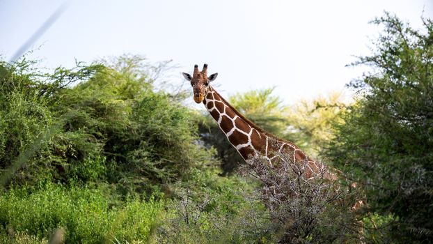 One giraffe stands between the acacia trees