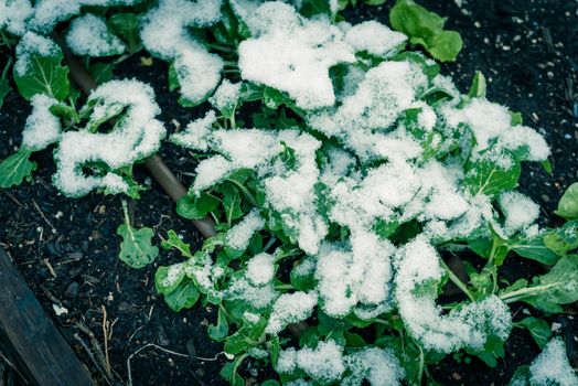 Top view raised bed with irrigation system and bok choy or pak choi, pok choi growing in snow covered near Dallas, Texas, America. Chinese cabbage Chinensis varieties heads, green leaf blades