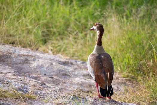 A native very colorfull bird in the landscape of Kenya