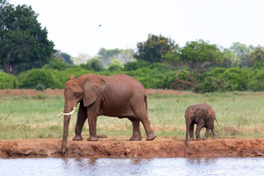The family of red elephants at a water hole in the middle of the savannah