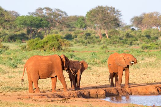 The family of red elephants at a water hole in the middle of the savannah
