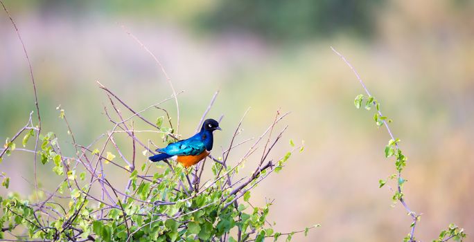 A native very colorfull bird in the landscape of Kenya