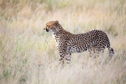 The cheetah walks in the high grass of the savannah looking for something to eat