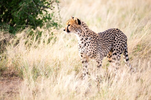 The cheetah walks in the high grass of the savannah looking for something to eat