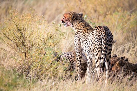 The cheetahs eating in the middle of the grass