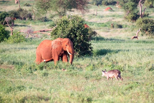 One big red elephant walks through the savannah between many plants