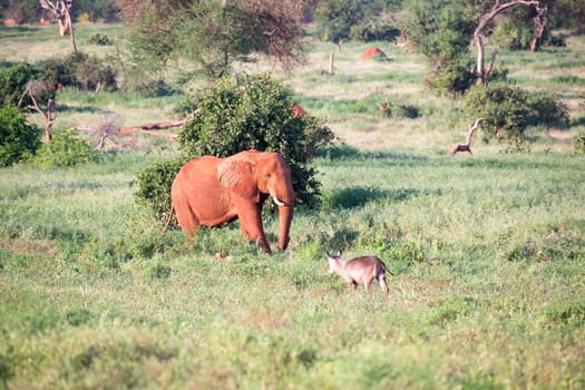 One big red elephant walks through the savannah between many plants