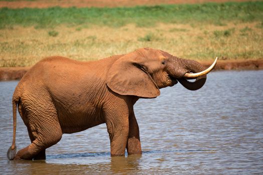 One red elephant drinks water from a water hole