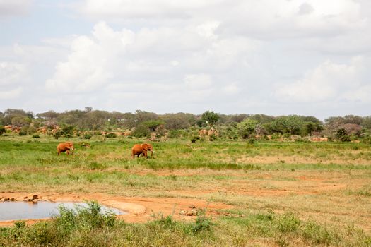 Elephants are walking throught the savannah near the waterhole with a lot of green plants