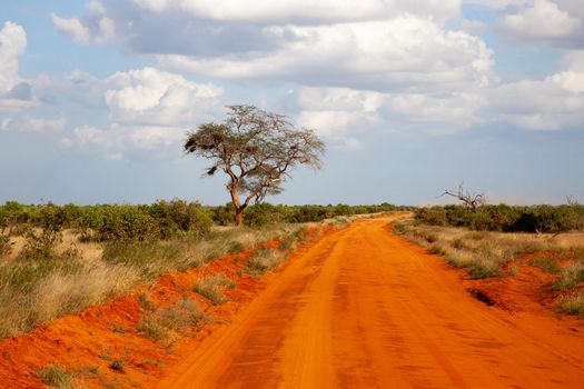 A way with red soil throught the savanna with a lot of trees and green plants