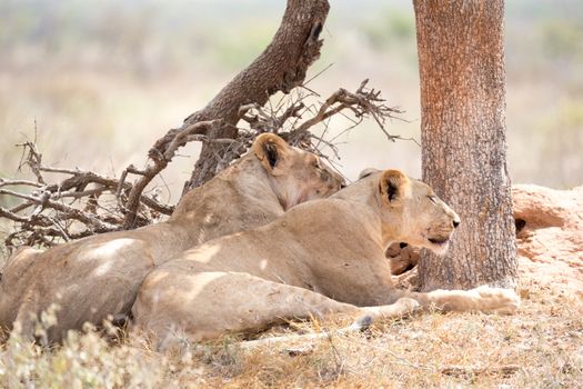 Some lions rest in the shade of a tree