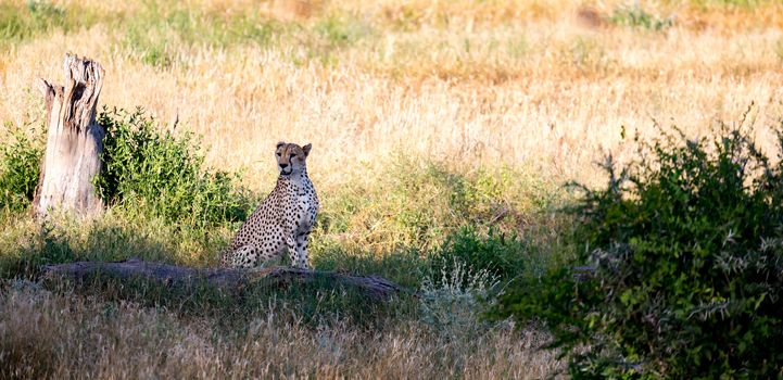 A Cheetah in the grassland of the savannah in Kenya