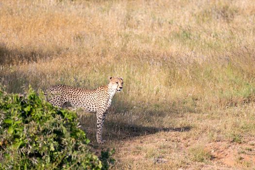 A Cheetah in the grassland of the savannah in Kenya
