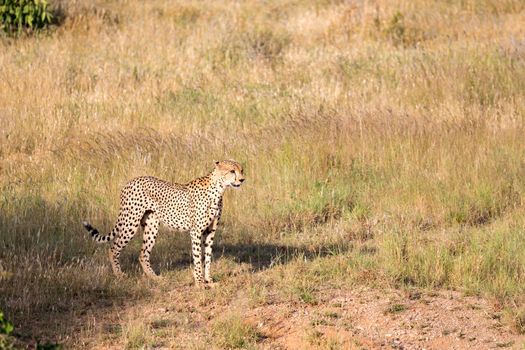 A Cheetah in the grassland of the savannah in Kenya