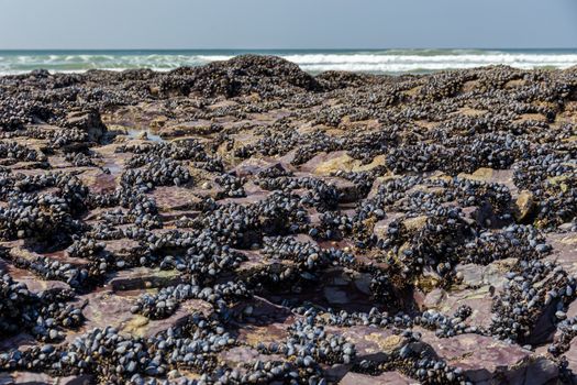 Wild blue mussels, Mytilus edulis, growing on the rocks in the intertidal zone in Cornwall, UK