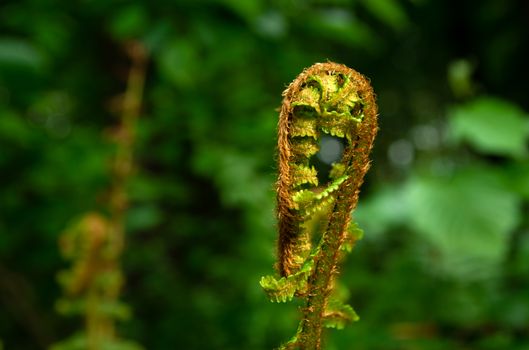 A coiled fern in a dark forest, spring view
